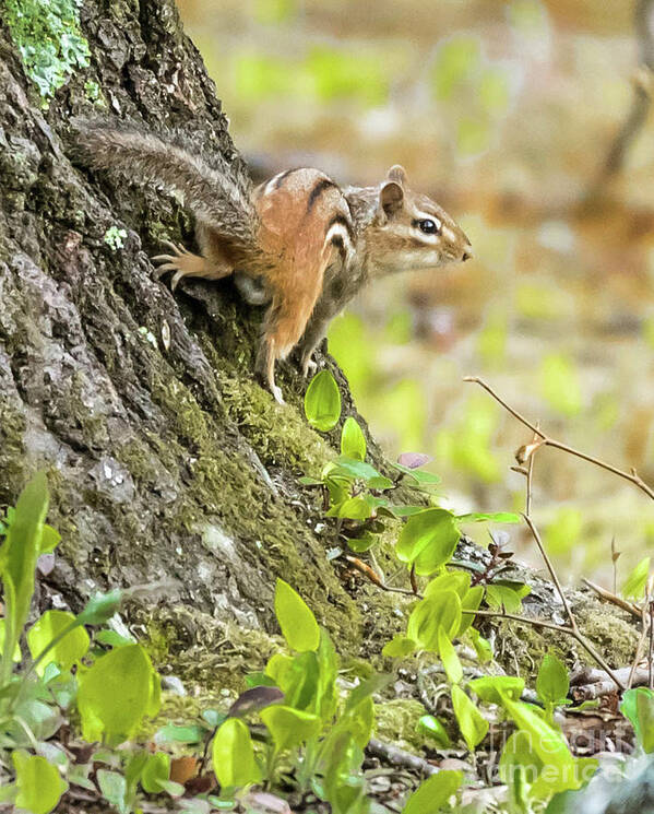 Chipmunk Poster featuring the photograph Chipmunk by Marie Fortin