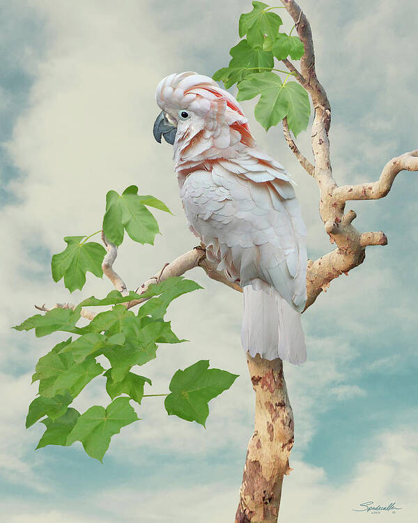 Bird Poster featuring the digital art Cockatoo in Indian Ghost Tree by M Spadecaller