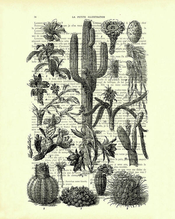 Collection Poster featuring the mixed media Collection Of Cactus And Succulents In Black And White by Madame Memento