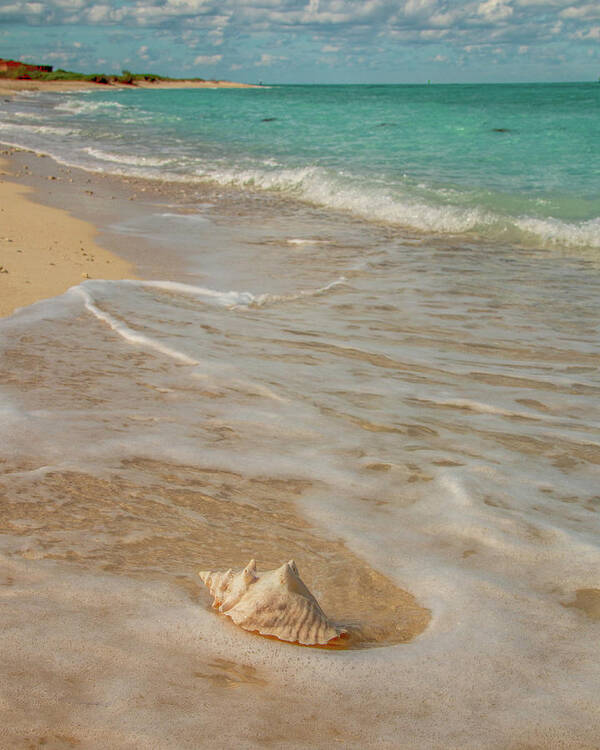 Conch Poster featuring the photograph Conch Shell on Bush Key 3 by Kristia Adams