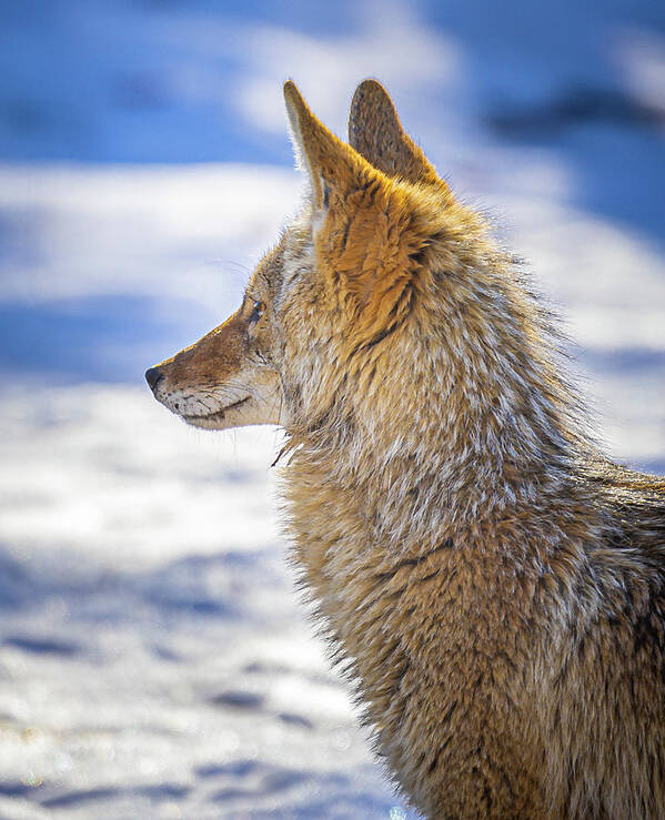 Boise Idaho Poster featuring the photograph Coyote Portrait by Mark Mille