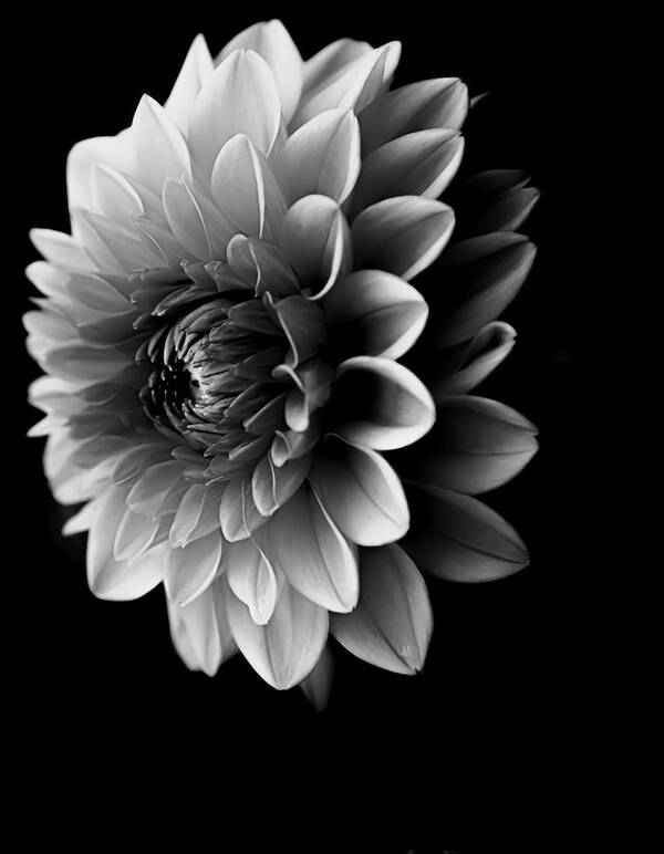Art Poster featuring the photograph Dahlia VI Black and White by Joan Han