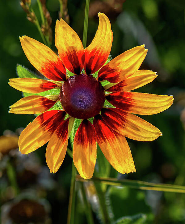 Colors Poster featuring the photograph Daisy in sunlight by Brian Shoemaker