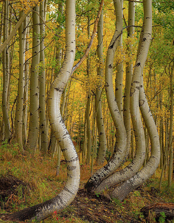 Colorado Poster featuring the photograph Dancing Aspens by David Downs