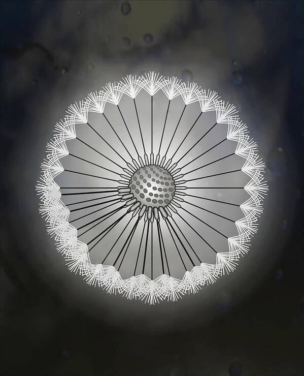 Dandelion Poster featuring the drawing Dandelion Seed Head Black And White Abstract Rain Droplets by Joan Stratton