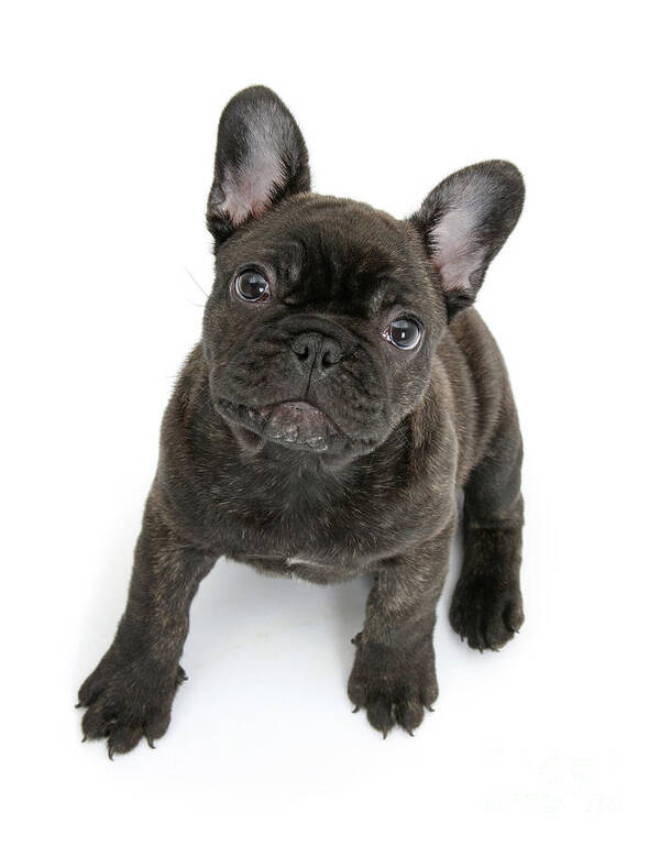 French Bulldog Poster featuring the photograph Dark Brindle Frenchie by Warren Photographic