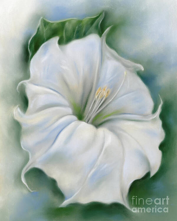 Botanical Poster featuring the painting Datura Blossom White Flower by MM Anderson
