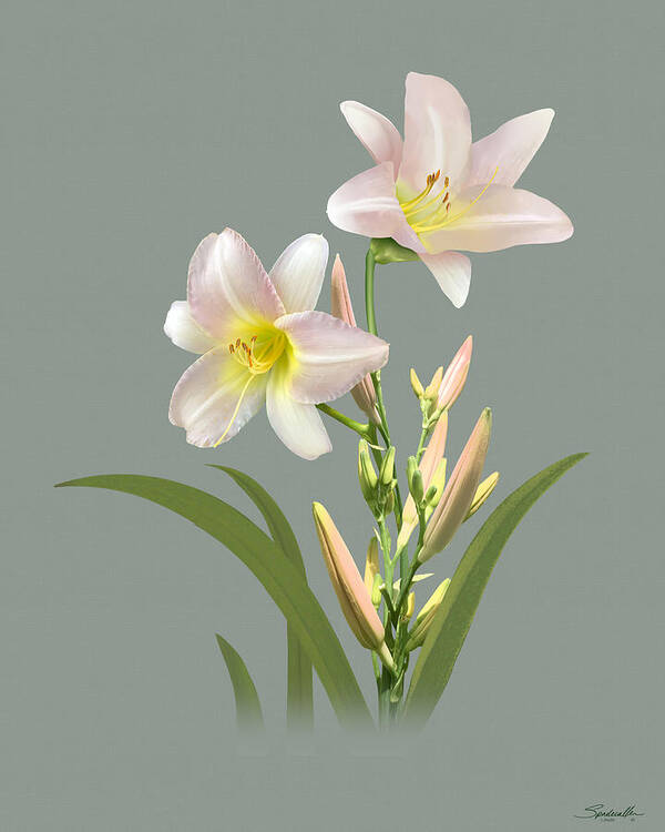 Flower Poster featuring the digital art Spade's Daylily by M Spadecaller