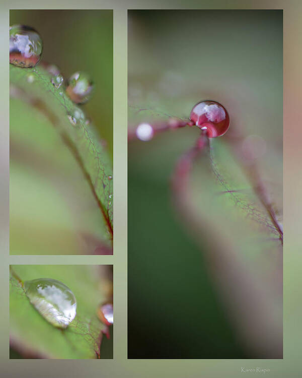 Macro Poster featuring the photograph Dew on rose leaf by Karen Rispin