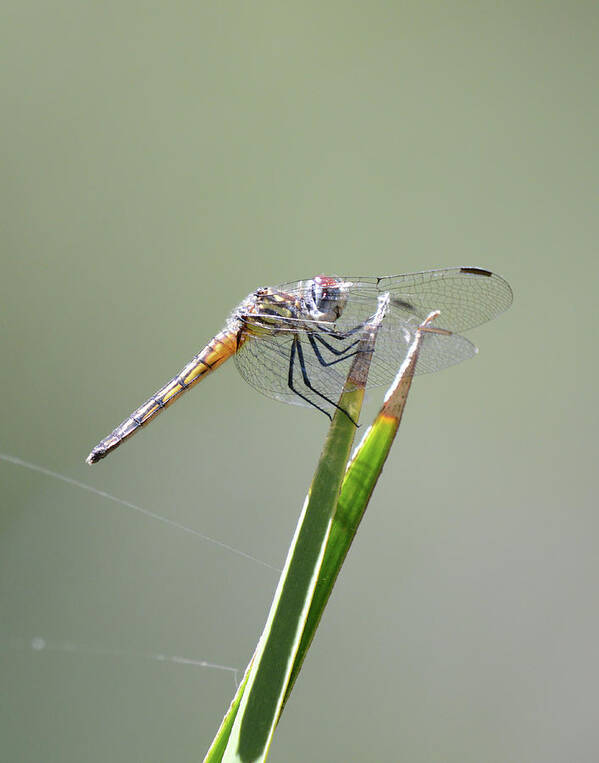  Poster featuring the photograph Dragon 2 by David Armstrong