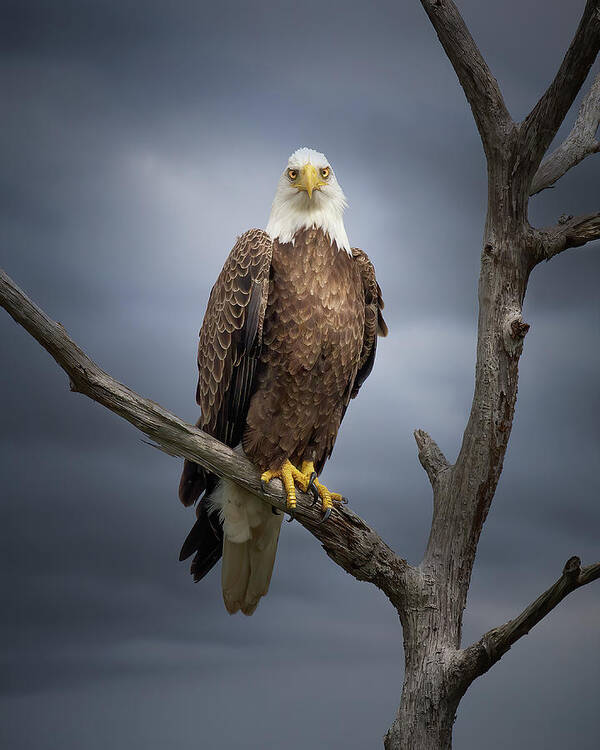 Eagle Poster featuring the photograph Eagle Storm by Mark Andrew Thomas