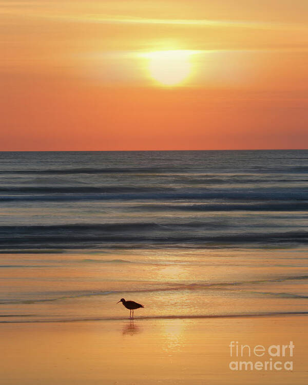 Dawn Poster featuring the photograph Early Morning on the Beach by Neala McCarten