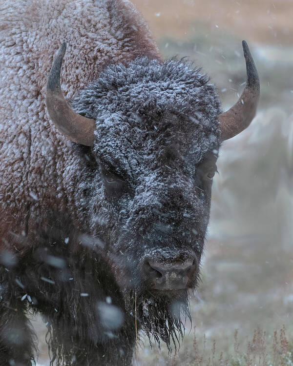 Buffalo Poster featuring the photograph Early Spring Late Snow Buffalo by Gary Langley