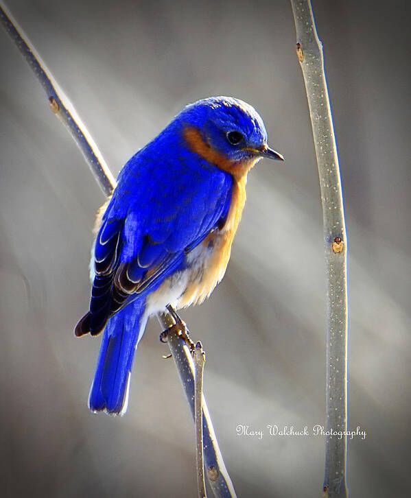 Wildlife Poster featuring the photograph Eastern Bluebird on the Prairie by Mary Walchuck