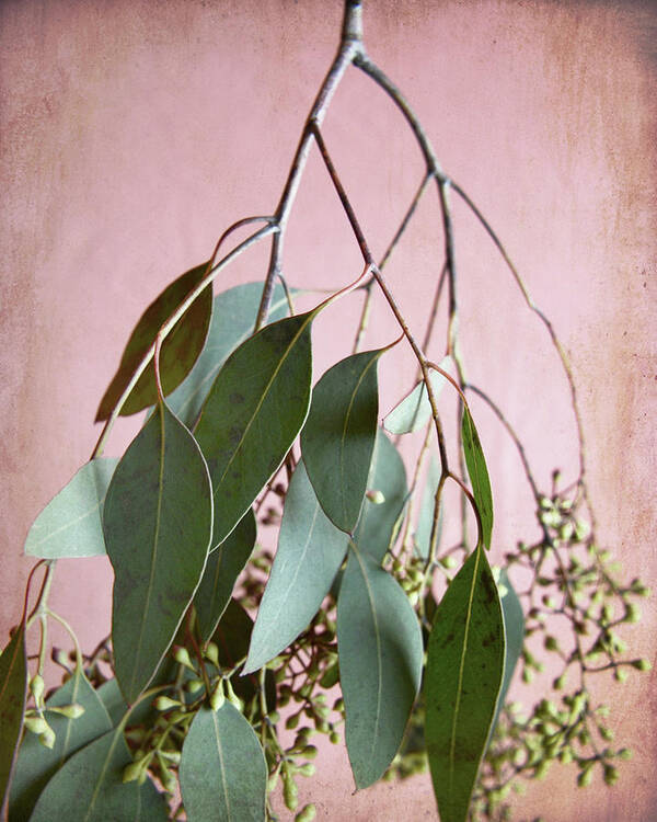 Eucalyptus Poster featuring the photograph Eucalyptus Sprig Four by Lupen Grainne