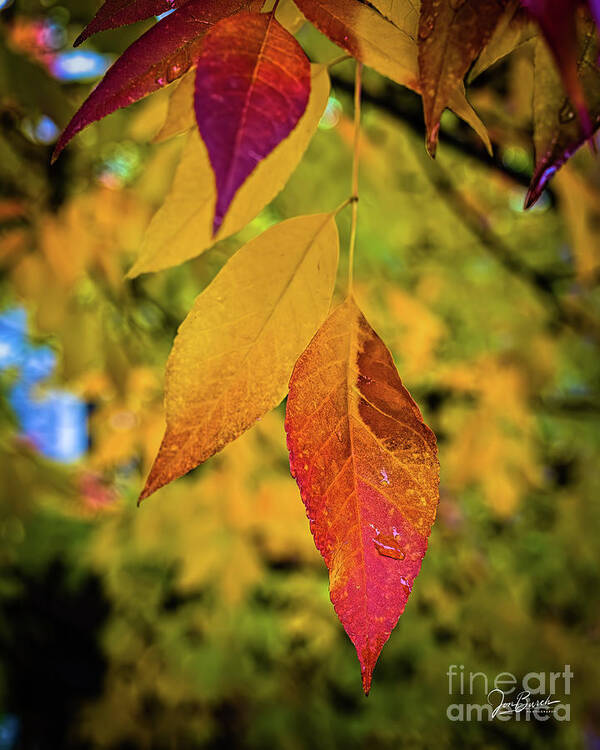 Jon Burch Poster featuring the photograph Fall Leaves by Jon Burch Photography