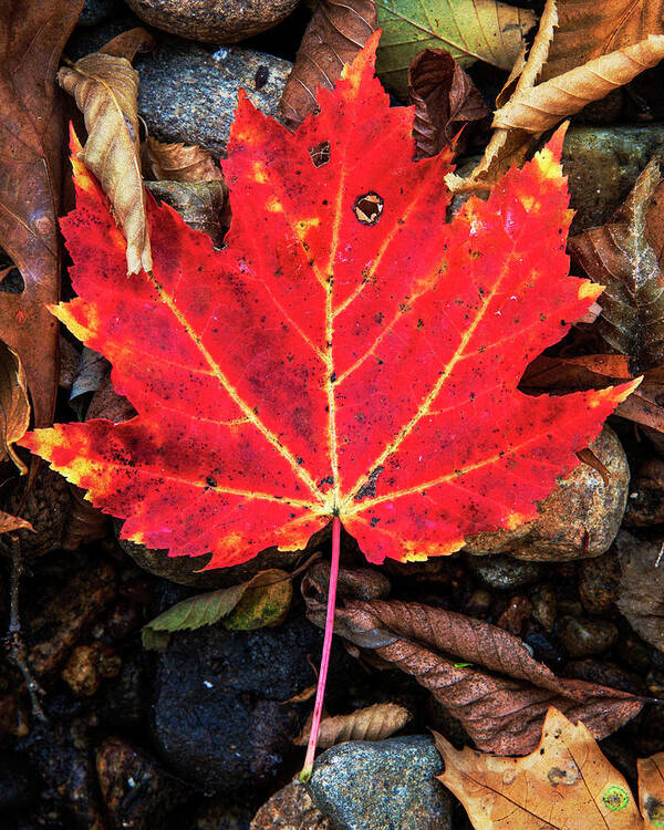 Appalachia Poster featuring the photograph Fallen Maple by Andy Crawford