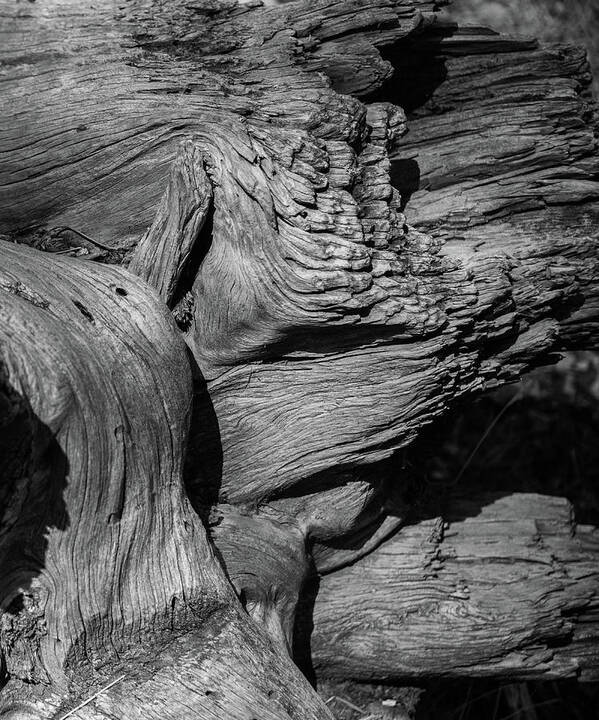 Pine Poster featuring the photograph Fallen Pine in Black and White by Alan Goldberg