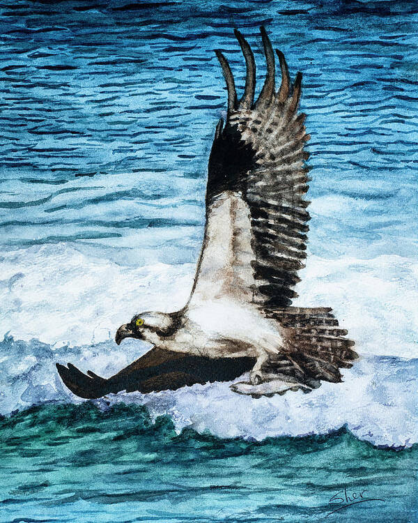 American Bald Eagles Poster featuring the painting Flying Home With Dinner - Watercolor Art by Sher Nasser