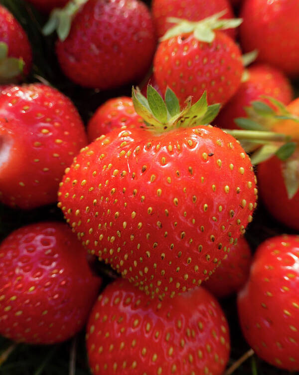 Strawberries Poster featuring the photograph Fresh Strawberries by Karen Rispin