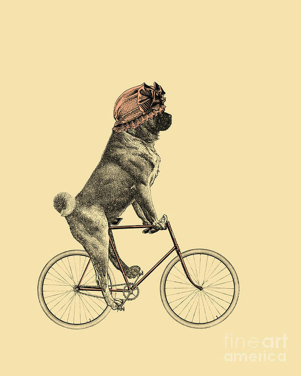 Pug Poster featuring the digital art Funny Pug On Bicycle by Madame Memento