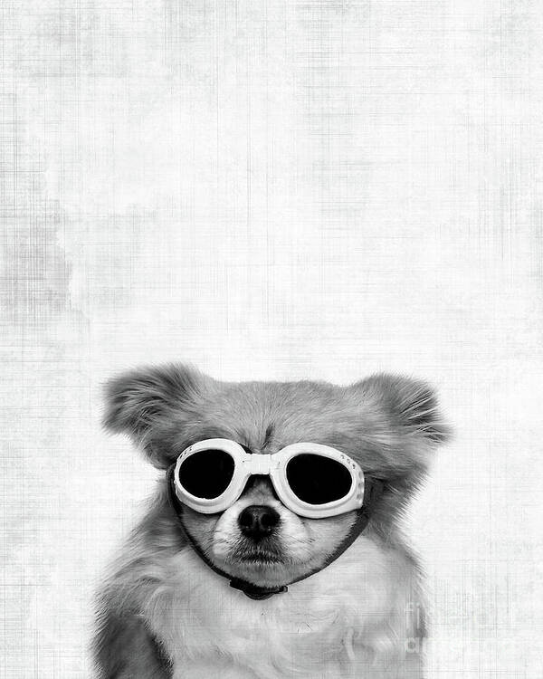 Dog Poster featuring the photograph Funny dog with goggles by Delphimages Photo Creations