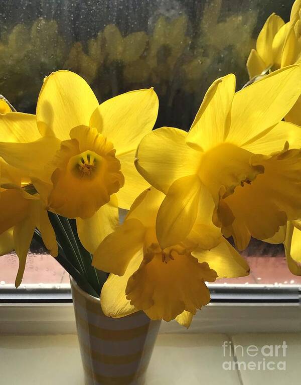 Daffodils Poster featuring the photograph Golden Daffodils 10 by Joan-Violet Stretch