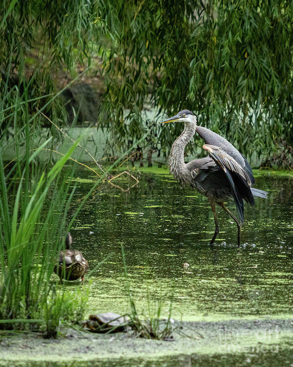 Great Blue Heron Poster featuring the photograph Great Blue Heron by Alyssa Tumale