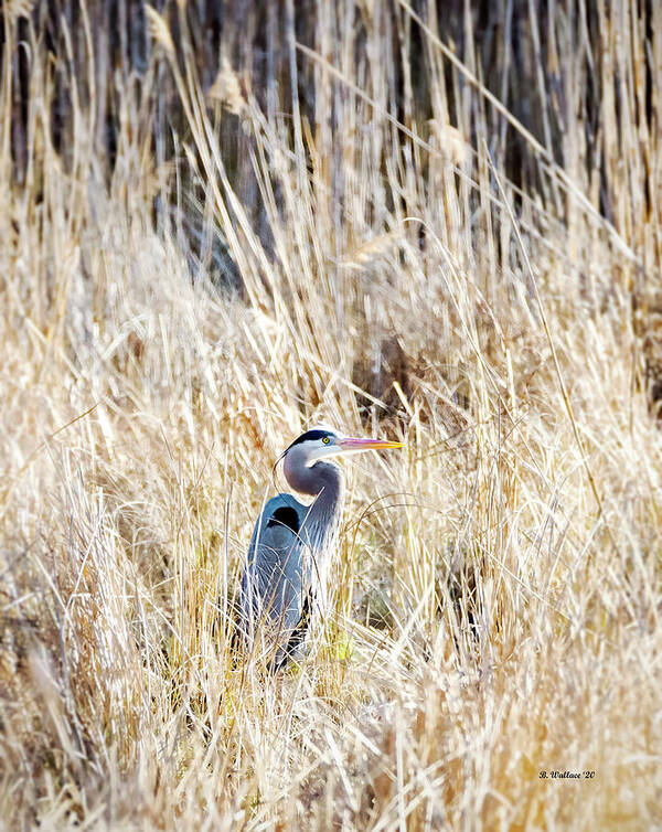 2d Poster featuring the photograph Great Blue Heron In Marsh Grass by Brian Wallace