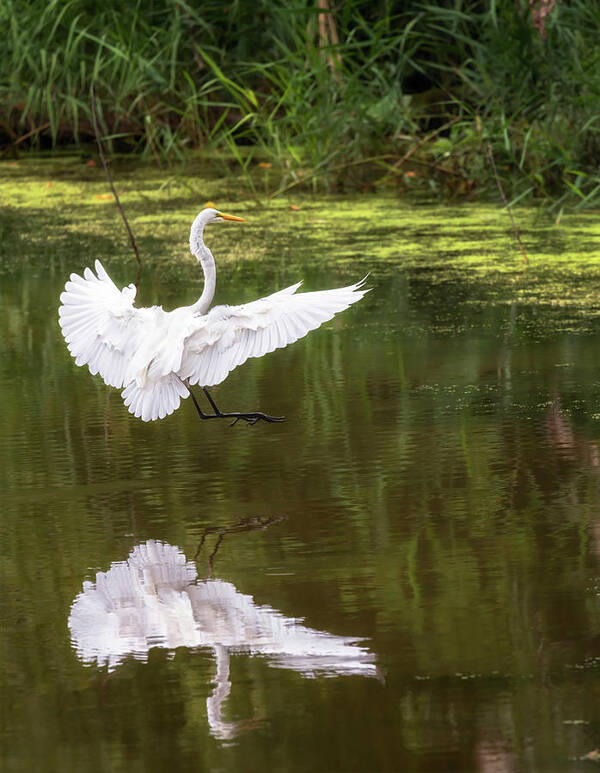 Bird Poster featuring the photograph Great Egret Landing - Crab Orchard Lake by Susan Rissi Tregoning
