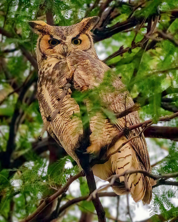 Mark Myhaver Photography Poster featuring the photograph Great Horned Owl 24536 by Mark Myhaver