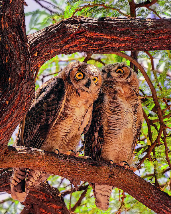 Great Poster featuring the photograph Great Horned Owls v124129 by Mark Myhaver