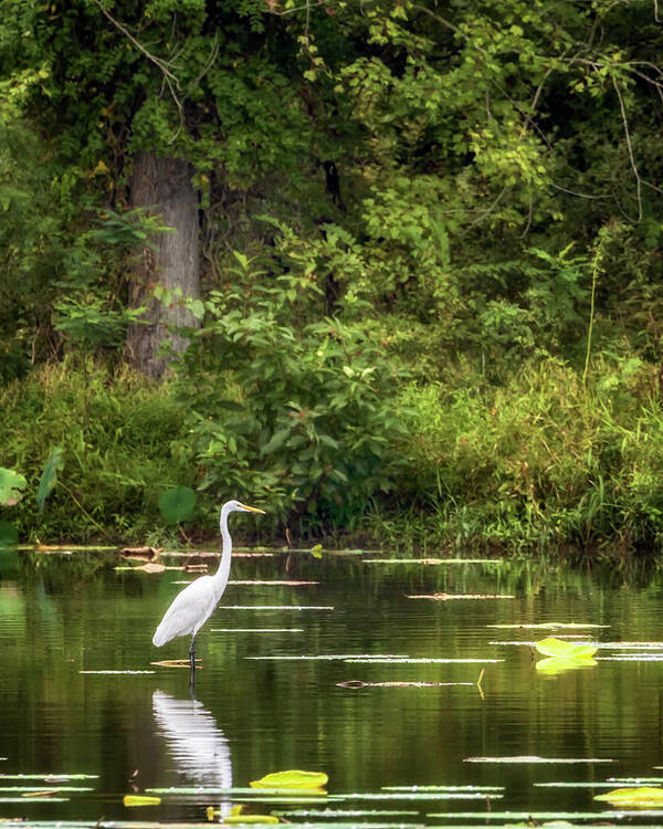 Great Egret Poster featuring the photograph Great White Egret - Crab Orchard Lake by Susan Rissi Tregoning