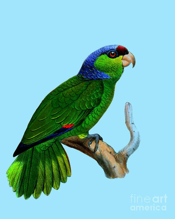 Festive Amazon Poster featuring the digital art Green Parrot by Madame Memento