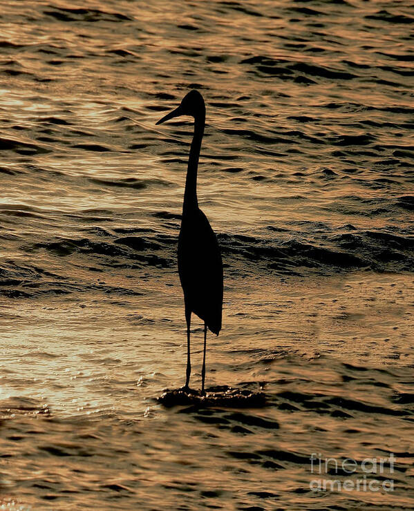 Heron Poster featuring the photograph Heron Silhouette - Vertical by Beth Myer Photography