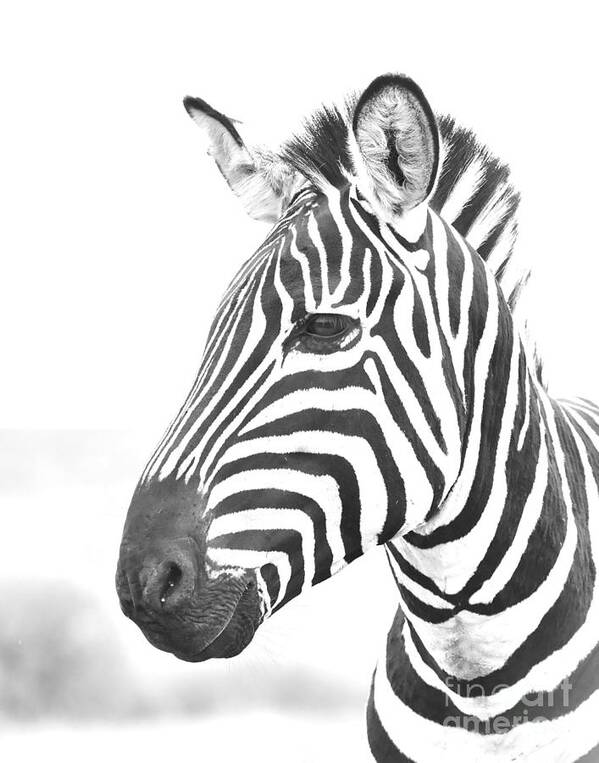 Zebra Poster featuring the photograph High Key And Monochrome Side Profile And Close-up Portrait Of Common Zebra Looking Alert In The Wild Masai Mara, Kenya by Nirav Shah