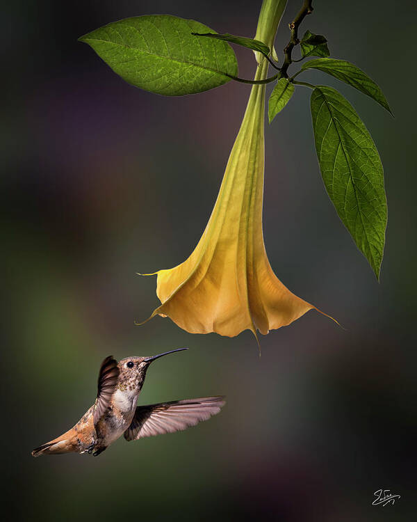 Hummingbird Poster featuring the photograph Hummingbird and Angel Trumpet by Endre Balogh