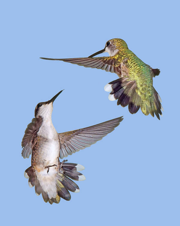 Hummingbirds Poster featuring the photograph Hummingbirds - Defensive Dance by Nikolyn McDonald