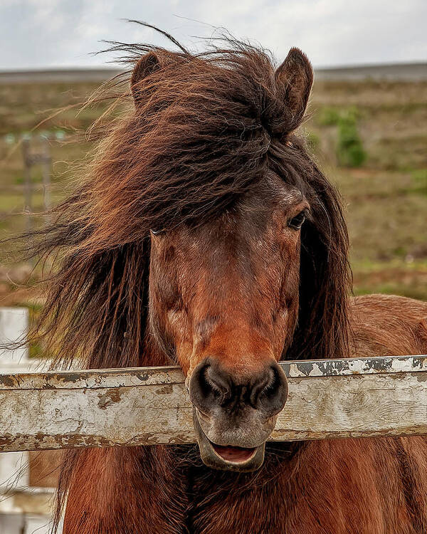 Iceland Poster featuring the photograph Icelandic Horse by Wade Aiken