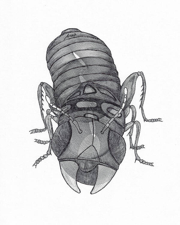 Insect Poster featuring the drawing Improbable Bug by Teresamarie Yawn