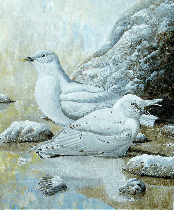 Ivory Gull Poster featuring the painting Ivory Gulls by Barry Kent MacKay