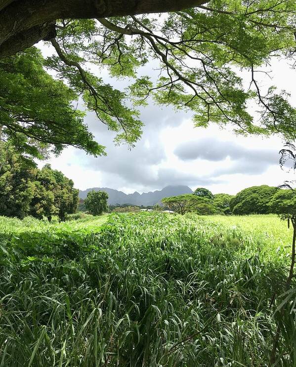 Lush Green Grass Poster featuring the photograph Koloa Green Shade - vertical by Jennifer Kane Webb