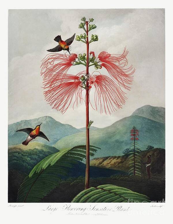 Flower Poster featuring the painting Large-Flowering Sensitive Plant from The Temple of Flora 1807 by Robert John Thornton. by Shop Ability