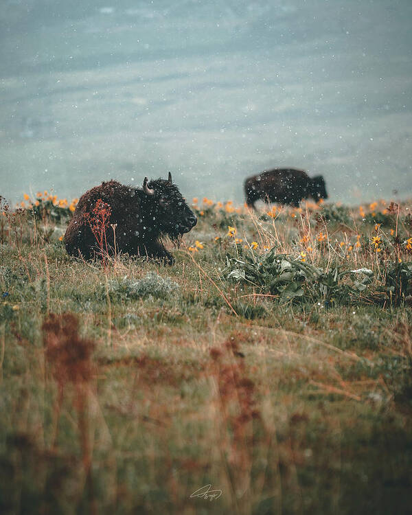  Poster featuring the photograph Lazy Bison by William Boggs