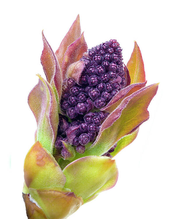 Lilac Poster featuring the photograph Lilac bud by Jim Hughes