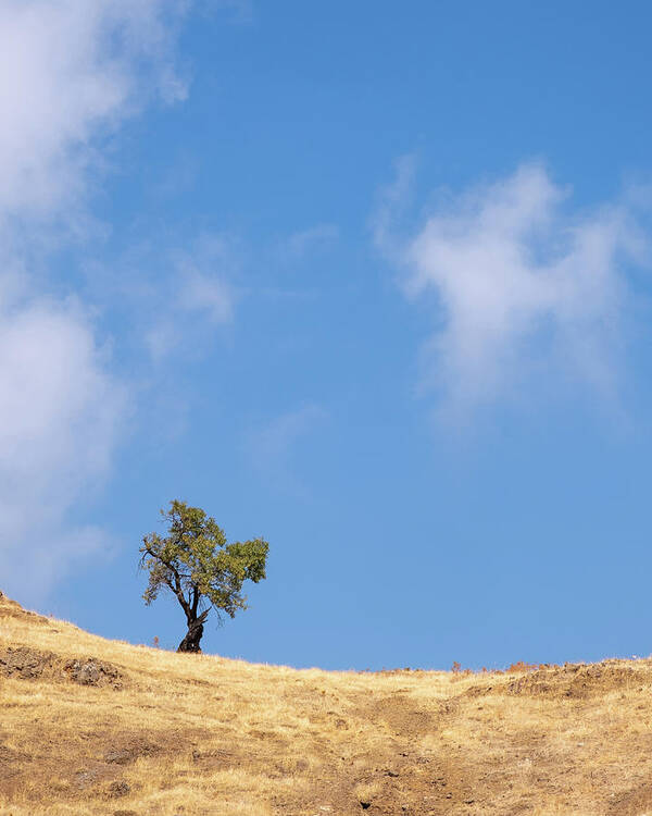 Lonely Tree Poster featuring the photograph Lonely tree on a dry field against blue sky by Michalakis Ppalis