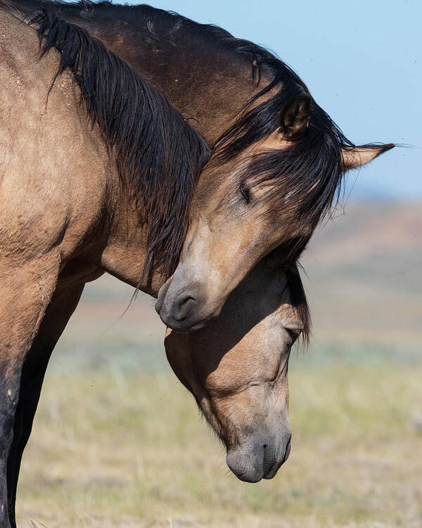 Horses Poster featuring the photograph Love by Mary Hone