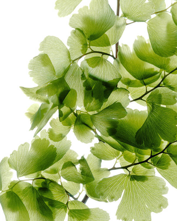 Green; Garden; Flowers; Photography; Plants; Prints; Floral; Leaves; Photograph; Botanical; Scanography; Scanner_photography; ©-marsha_tudor; Copyrighted; Adiantum; Maidenhair Poster featuring the photograph Maidenhair Revealed II by Marsha Tudor