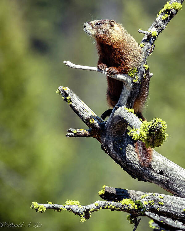 Wildlife Poster featuring the photograph Marmot by David Lee