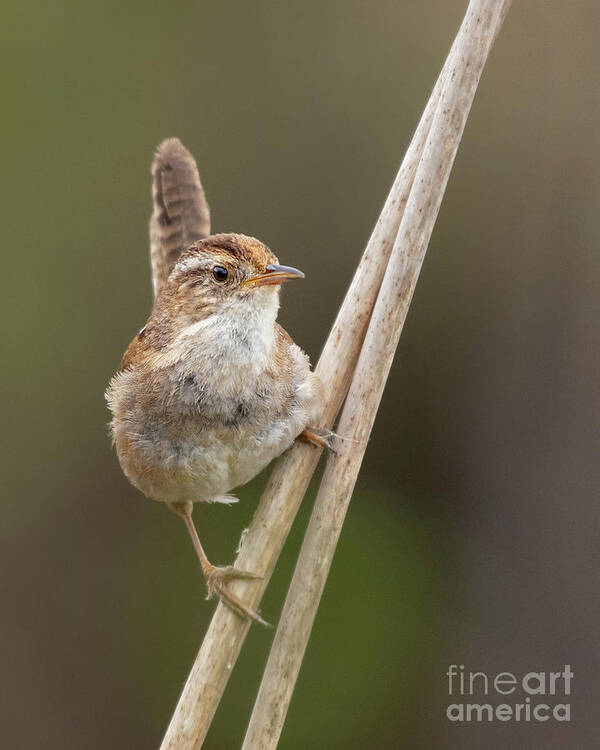 Cattail Poster featuring the photograph Marsh Wren Perches on Reeds #4 by Nancy Gleason